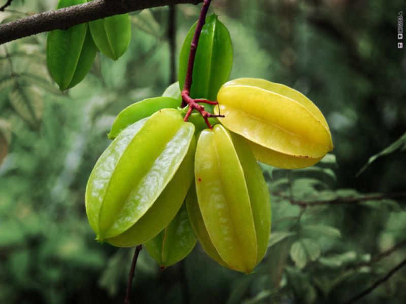 Star Fruit Farming in India with Essential Guidelines