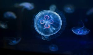 Turritopsis dohrnii jellyfish