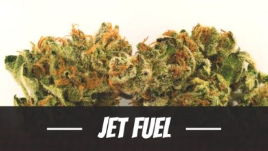Jet Fuel Strain