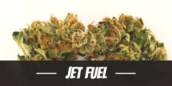 Jet Fuel Strain