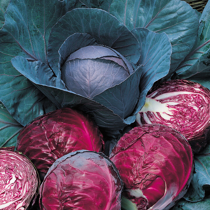Growing Red Cabbage in India with Complete Specifications
