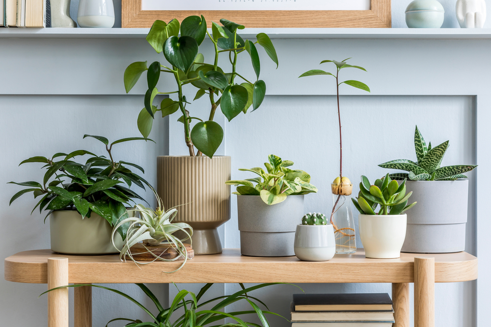 indoor plants for sale in dubai