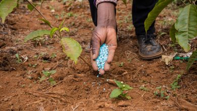urea fertilizer manufacturer