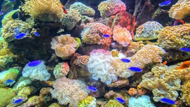 Sea Sponges