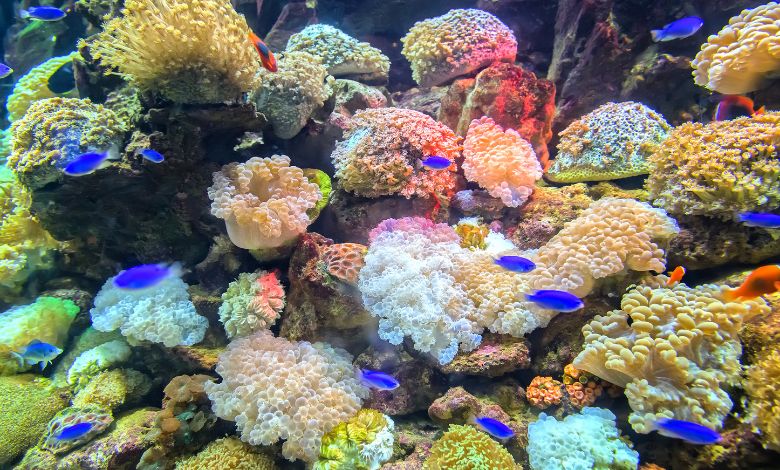 Sea Sponges