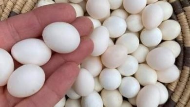 cockatoo eggs