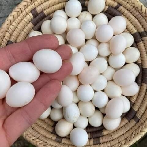 cockatoo eggs
