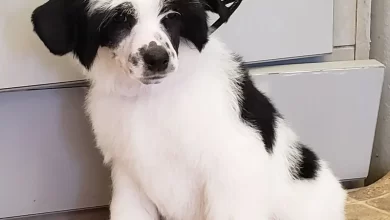 Mini Sheepadoodles For Sale