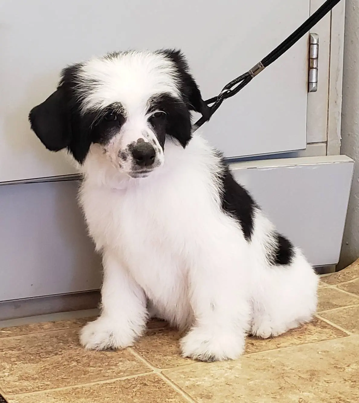 Mini Sheepadoodles For Sale