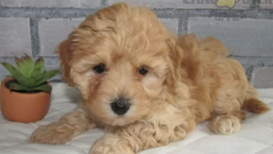 Toy Poodle