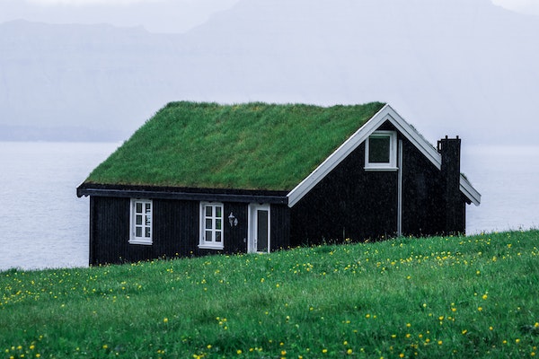 A house covered by greenery