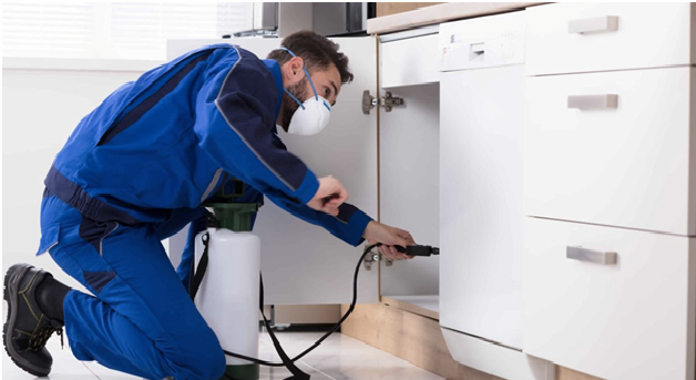 Pest Control Kingston