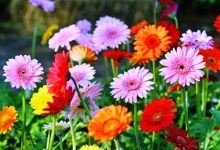 Gerbera Farming – Know Complete Details For High Yields